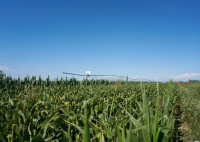 Pompe auto-amorçante pour l'agriculture